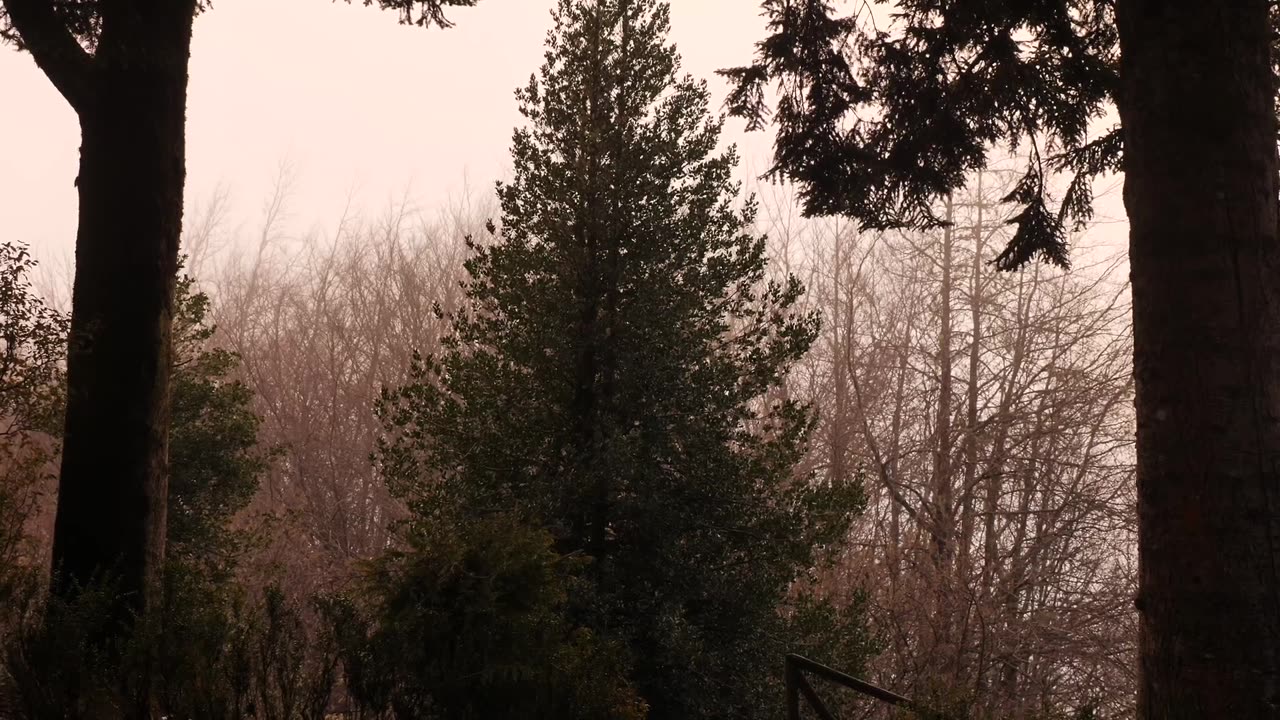 Fog moving through a forest